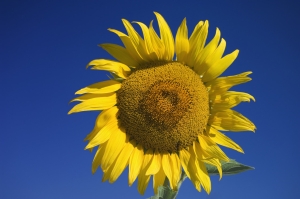 �ȒP�Ȍ��ʕ��@�͂���̂ł��傤��